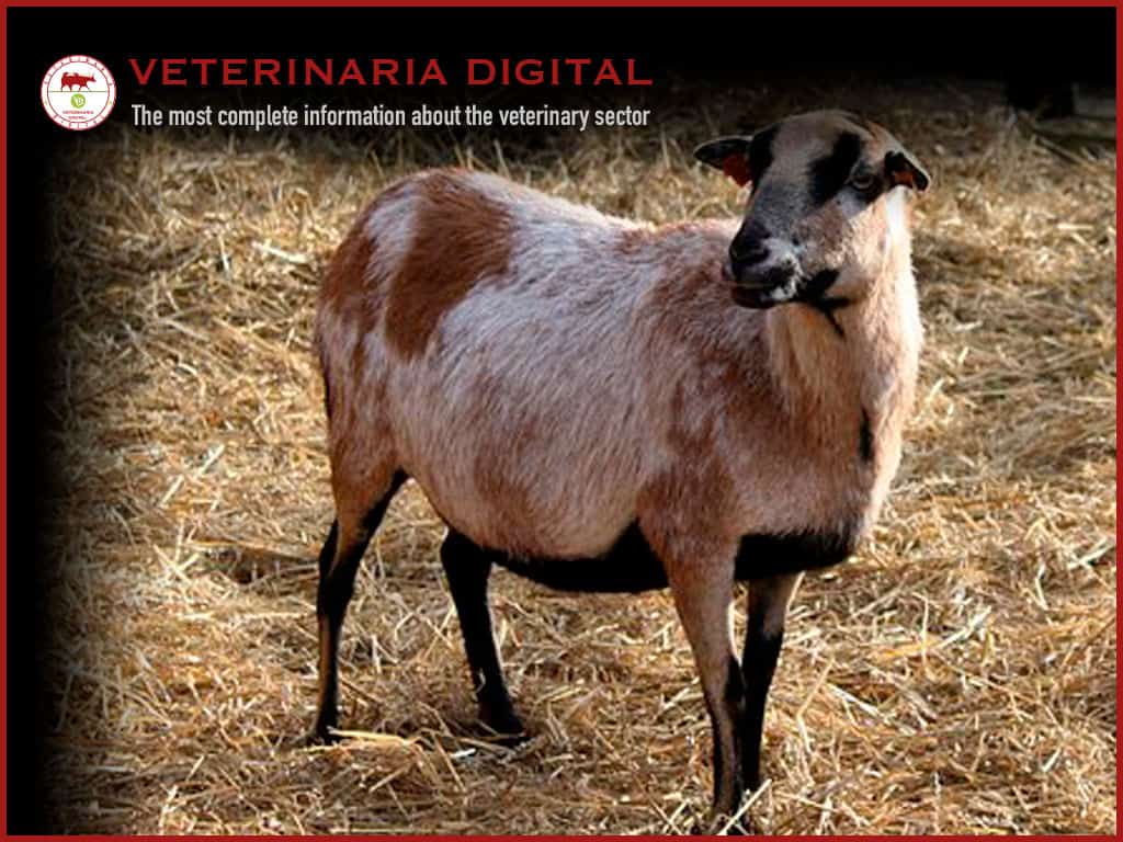 Capacity of Silicogycidol molecule to reduce the excretion of aflatoxin M1 in goat milk