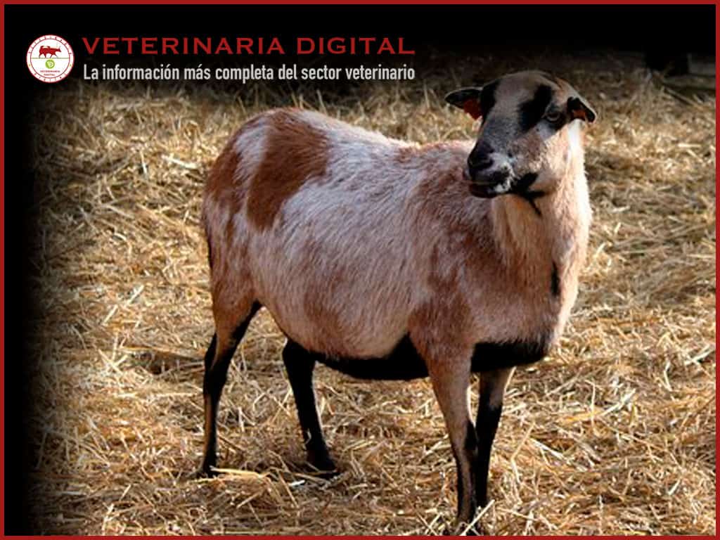 Capacidad del Silicoglycidol para reducir la excreción en leche de aflatoxina M1 en caprino
