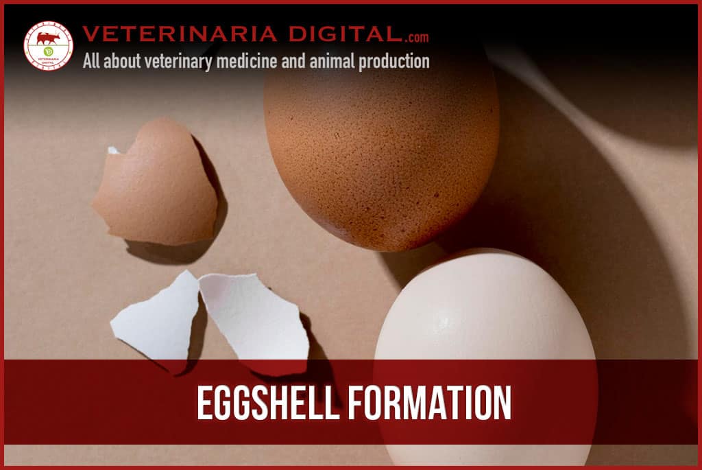 Eggshell formation