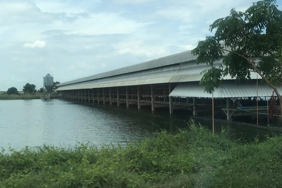 Fish farm in Thailand