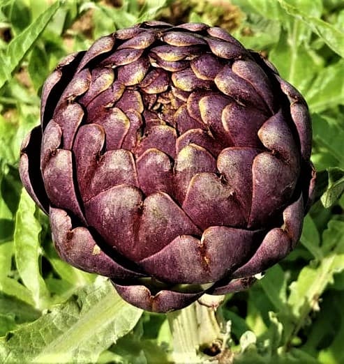 Purple artichoke
