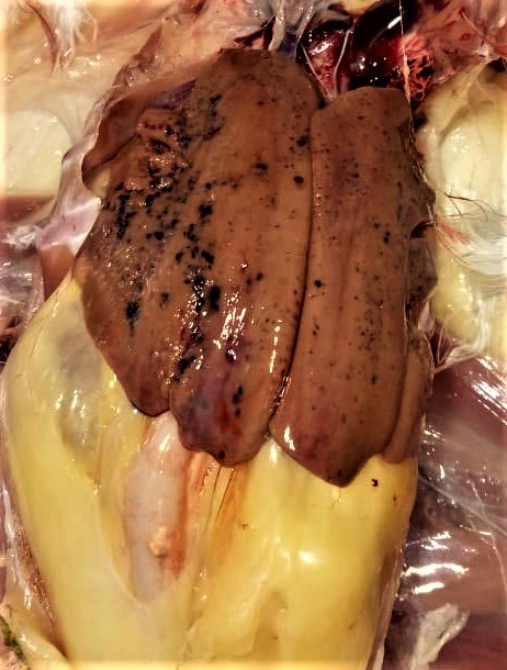 Avian hemorrhagic fatty liver