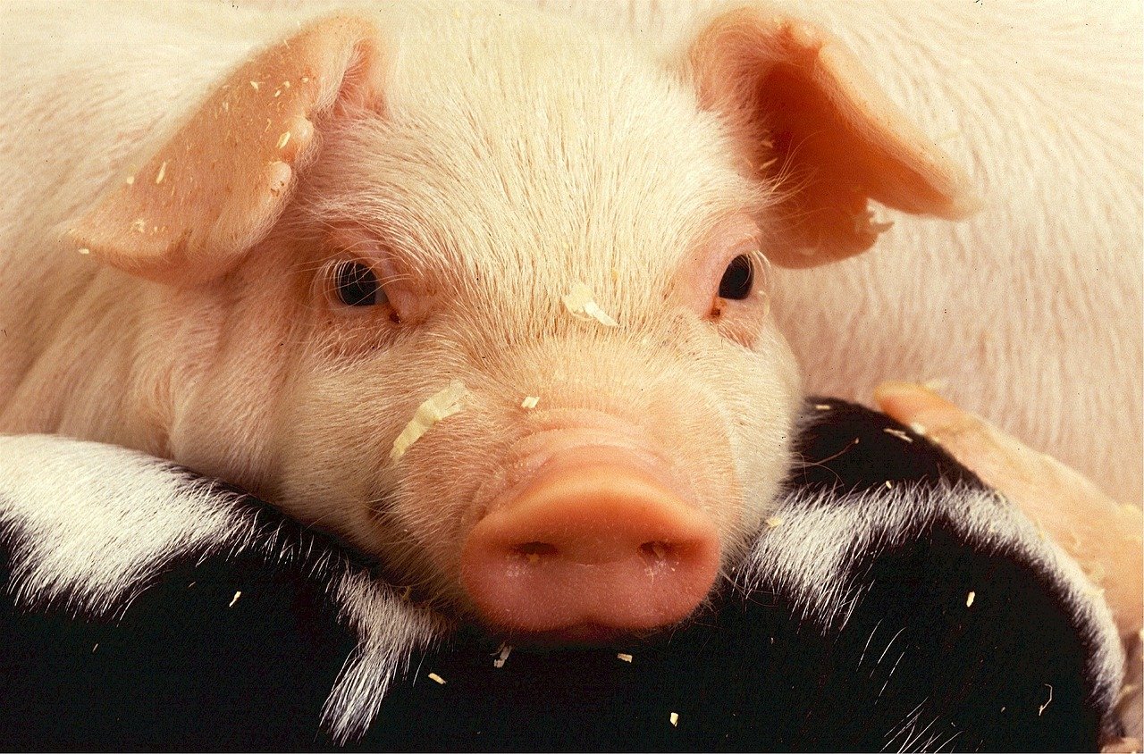 Use of intestinal conditioner pronutrients as an alternative to zinc oxide for the control of post-weaning diarrhea