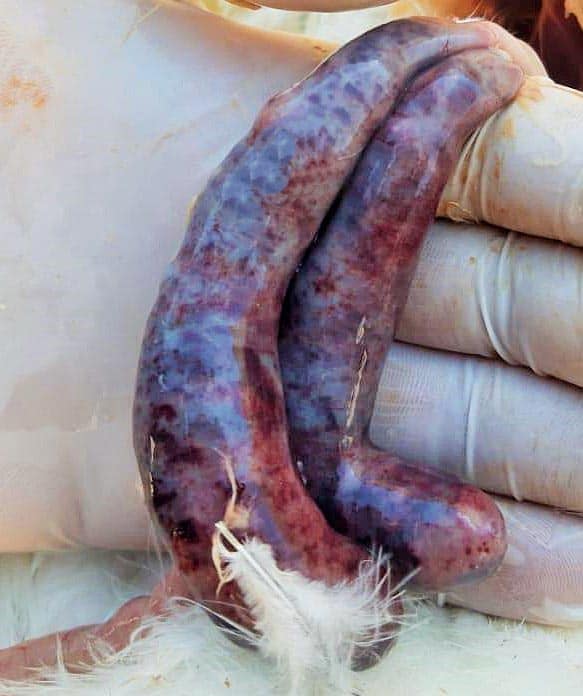 Coccidia cecal aviar por Eimeria tenella