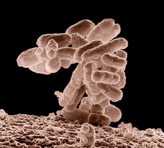 Uso de pronutrientes inmunoestimulantes en el engorde final de pollos infectados con E. Coli