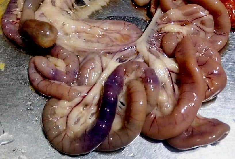 Coccidiosis por Eimeria mitis en aves