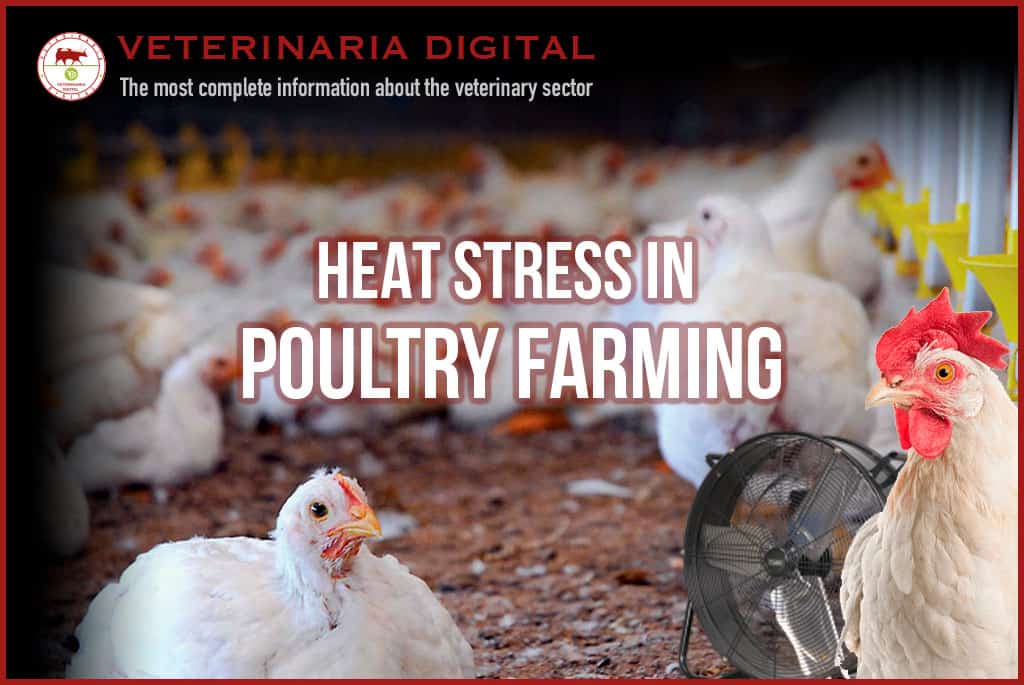 Heat stress in poultry farming