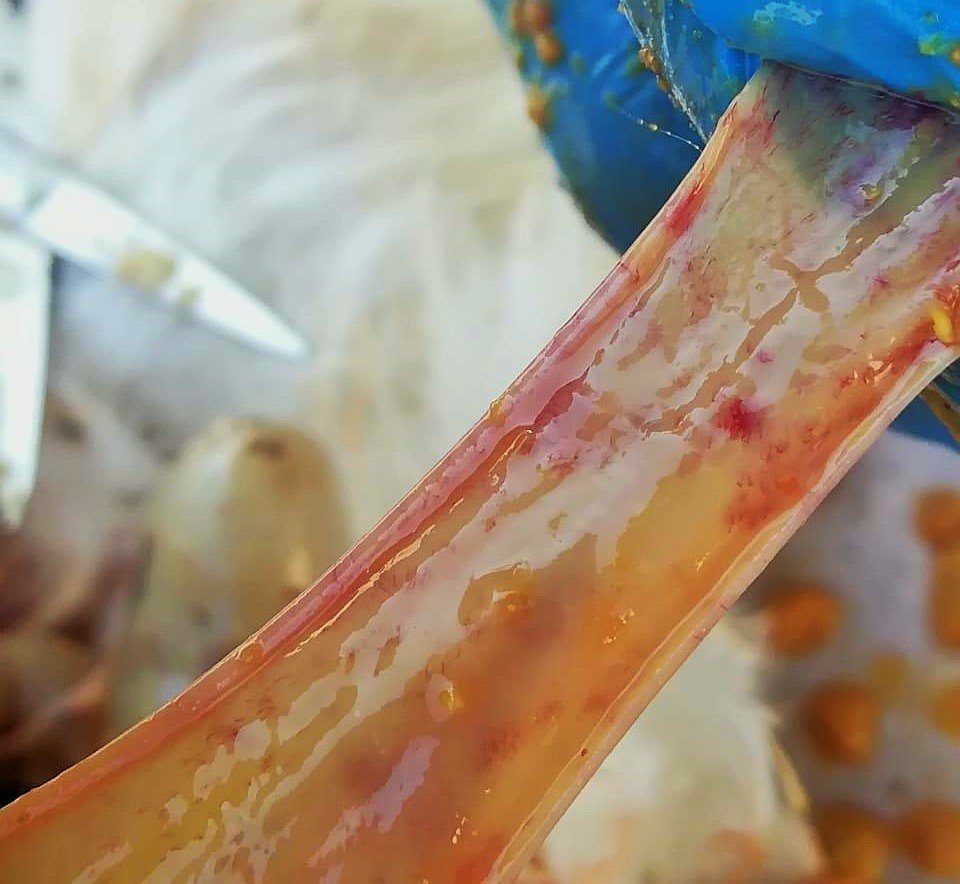 Trichothecenes in poultry