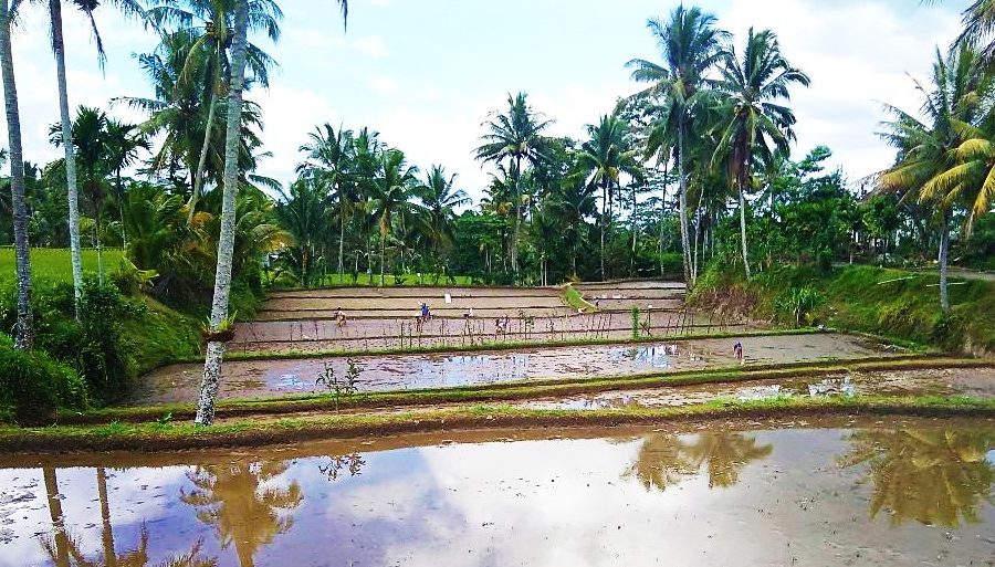 Cultivando arroz en Indonesia