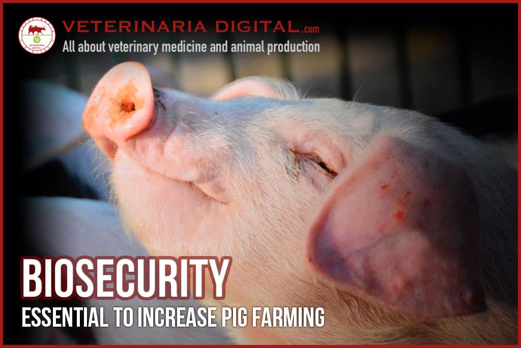 Biosecurity: essential to increase Swine Production