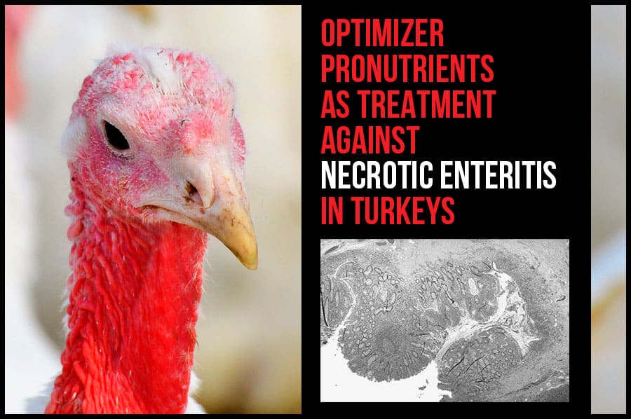 Intestinal conditioner and optimizer pronutrients as treatment against necrotic enteritis in turkeys