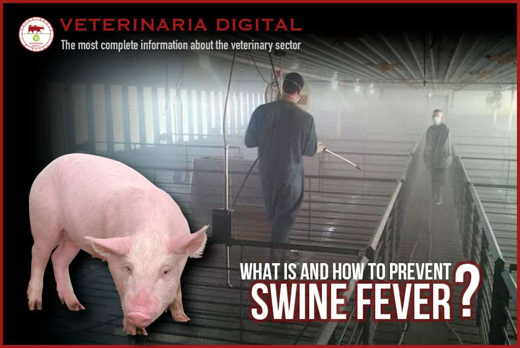 What is african swine fever?