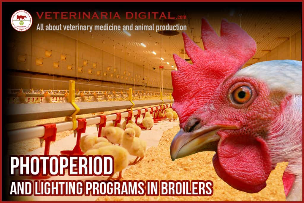 PHOTOPERIOD AND LIGHTING PROGRAMS IN BROILERS