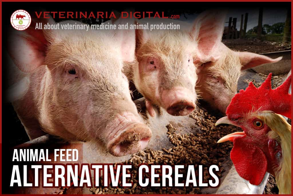 Alternative cereals in animal feed