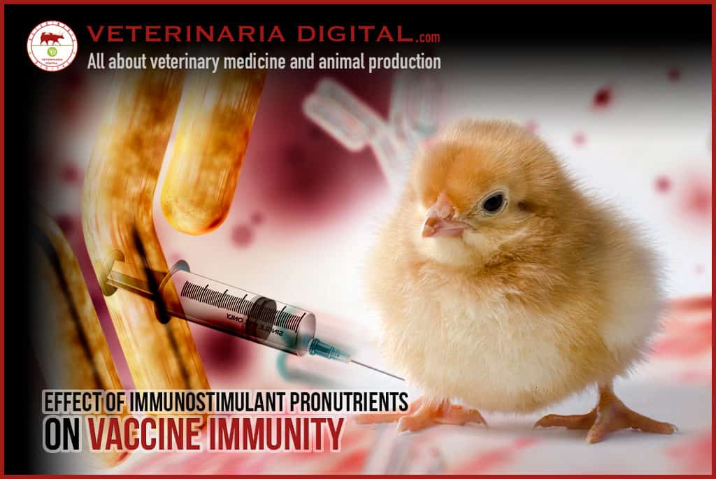 Effect of immunostimulant pronutrients on vaccine immunity against IBD, IBV and ND