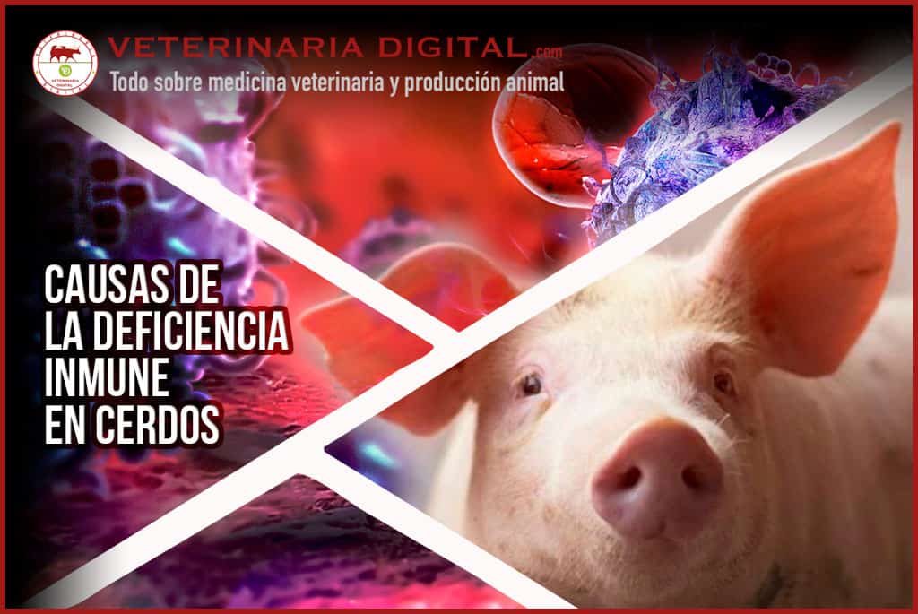Causas de la deficiencia inmune en cerdos