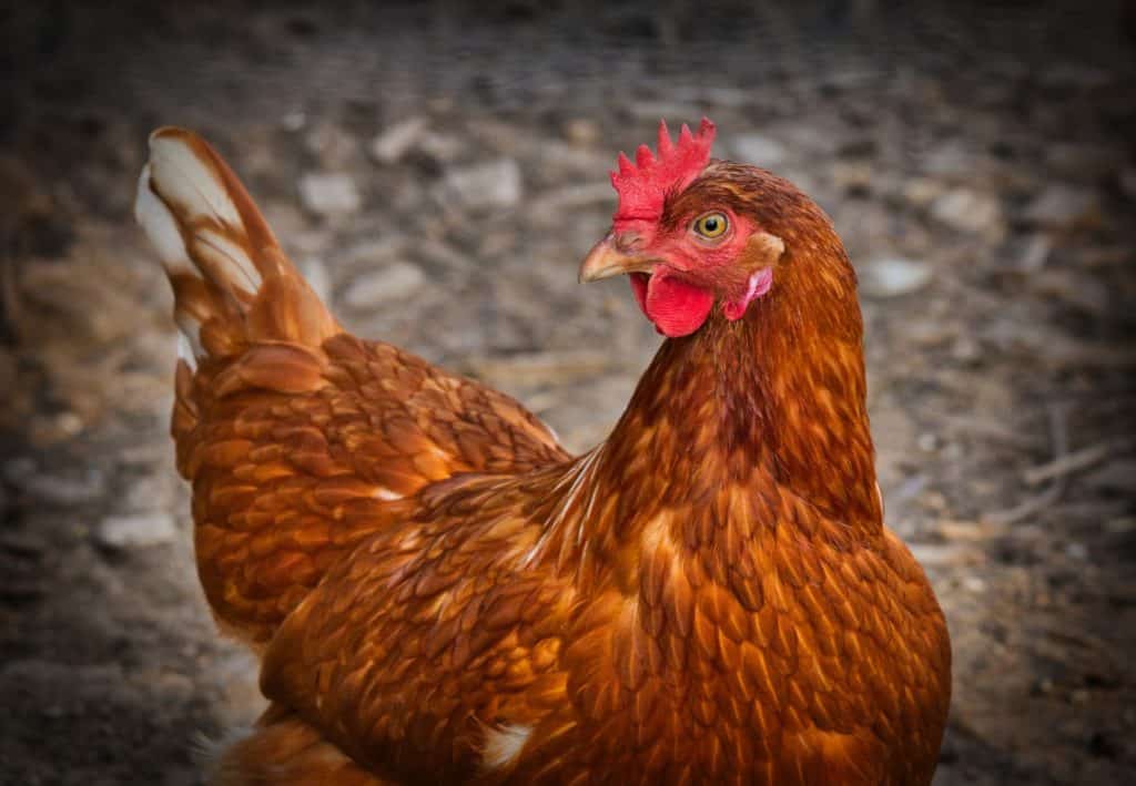 Visitas técnicas en Europa de Biovet S.A.