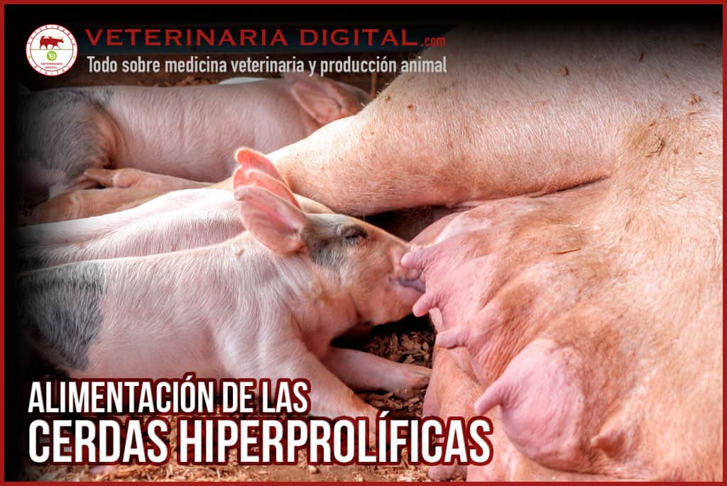 Alimentación de las cerdas reproductoras hiperprolíficas