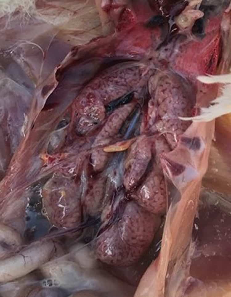 Infectious bronchitis in broilers