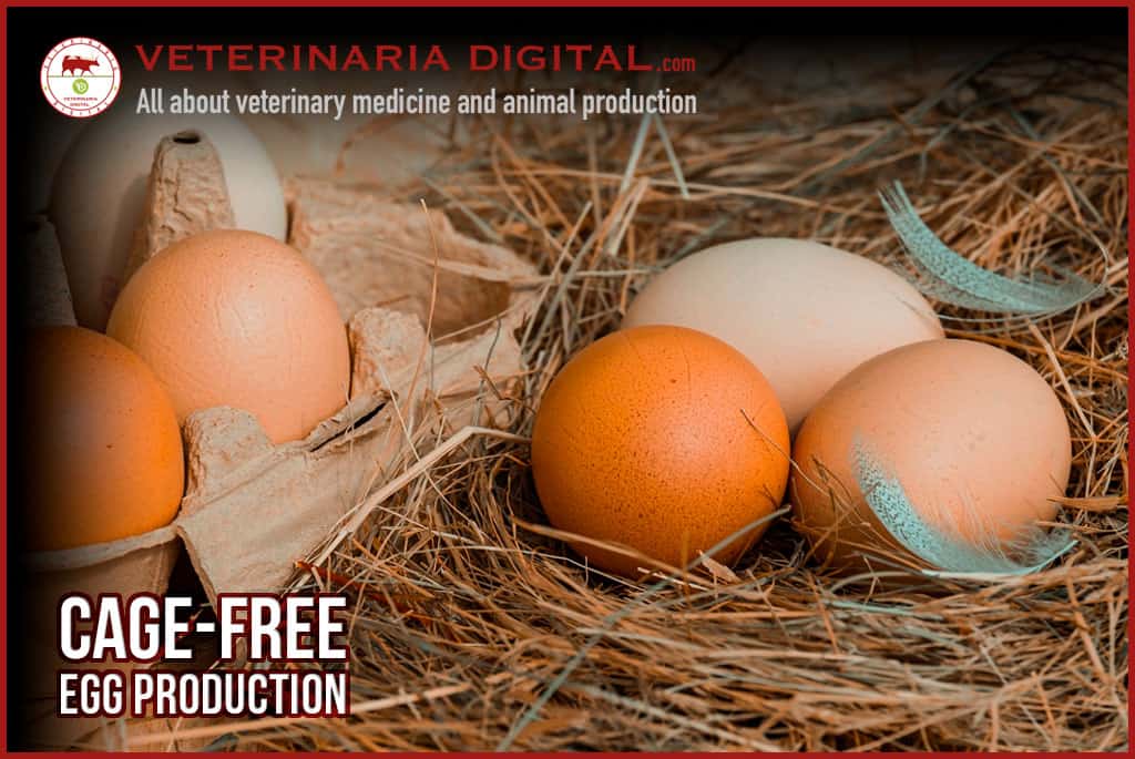 Cage-free egg production
