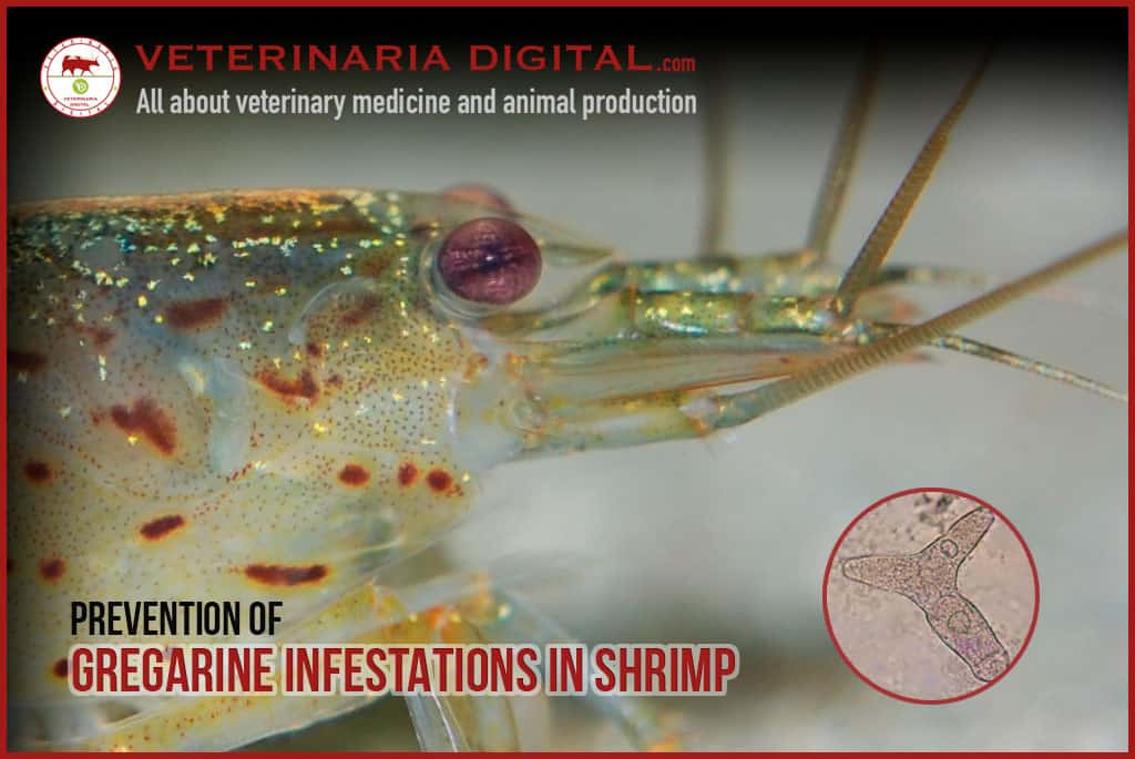 Prevention of gregarine infestations in shrimp