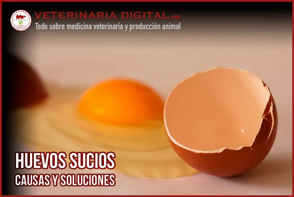 Huevos sucios: causas y soluciones