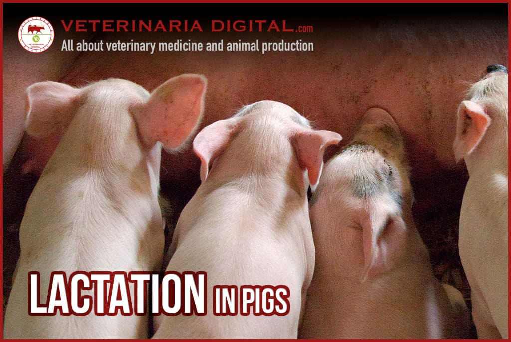 Lactation in pigs