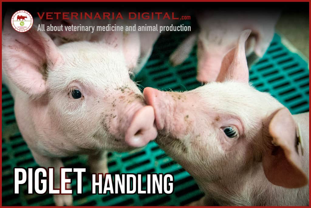 Piglet handling