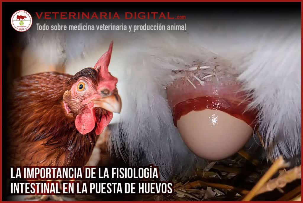 La importancia de la fisiología intestinal en la puesta de huevos