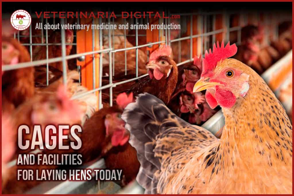 Cages for laying hens – poultry production