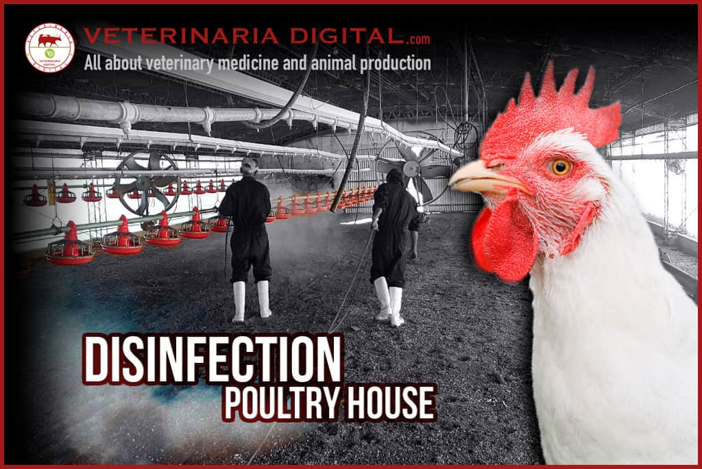 Poultry house disinfection