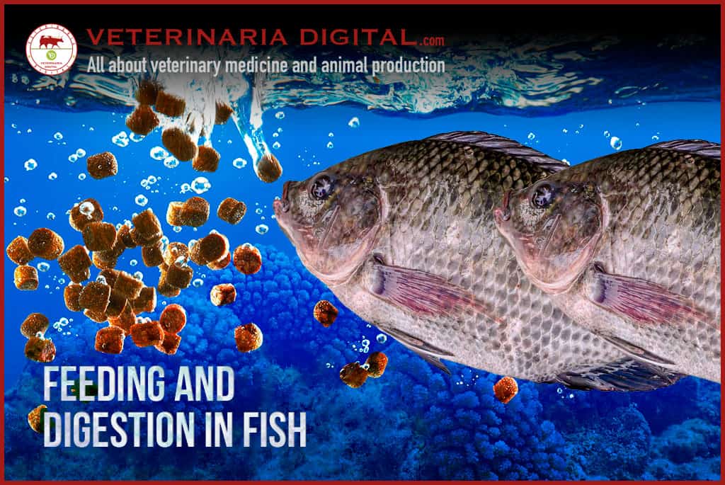 Feeding and digestion in fish
