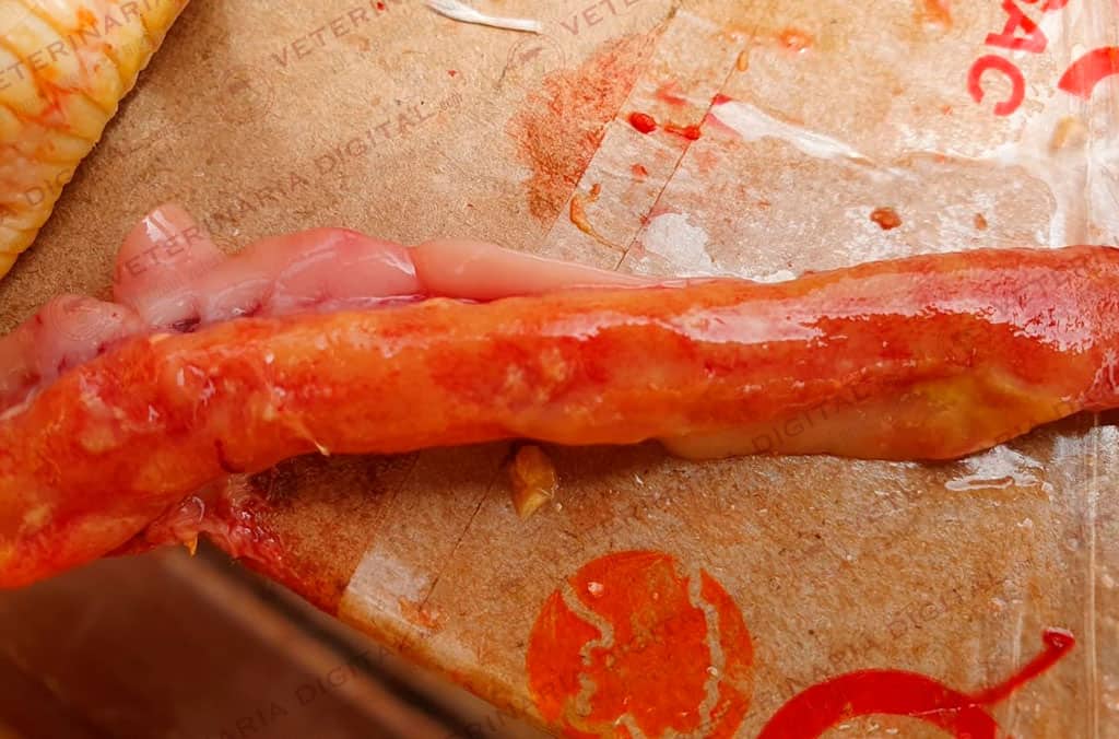 Lesiones por tricotecenos en broilers