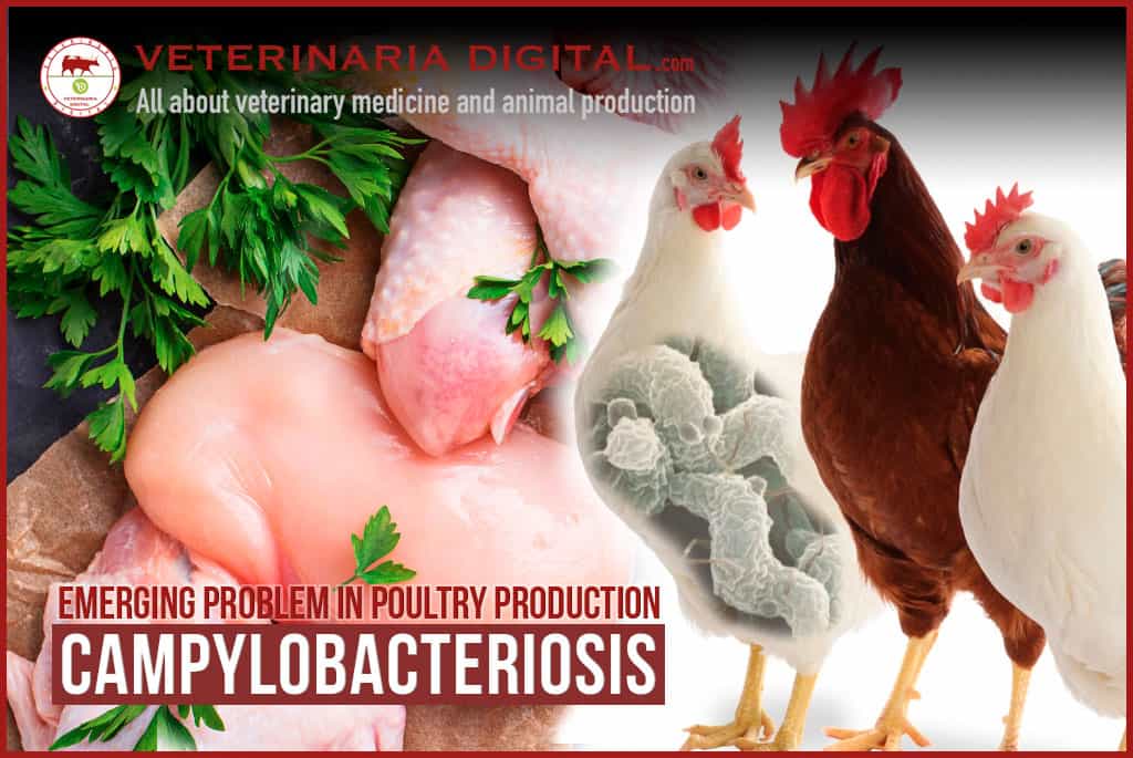 Campylobacteriosis, an emerging problem in poultry production