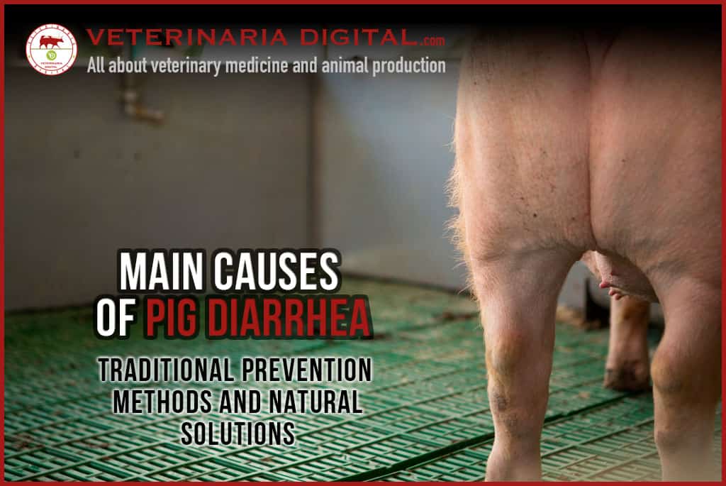 Main causes of diarrhea in pigs