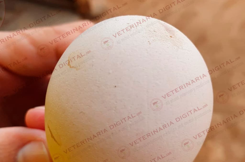Egg depigmentation