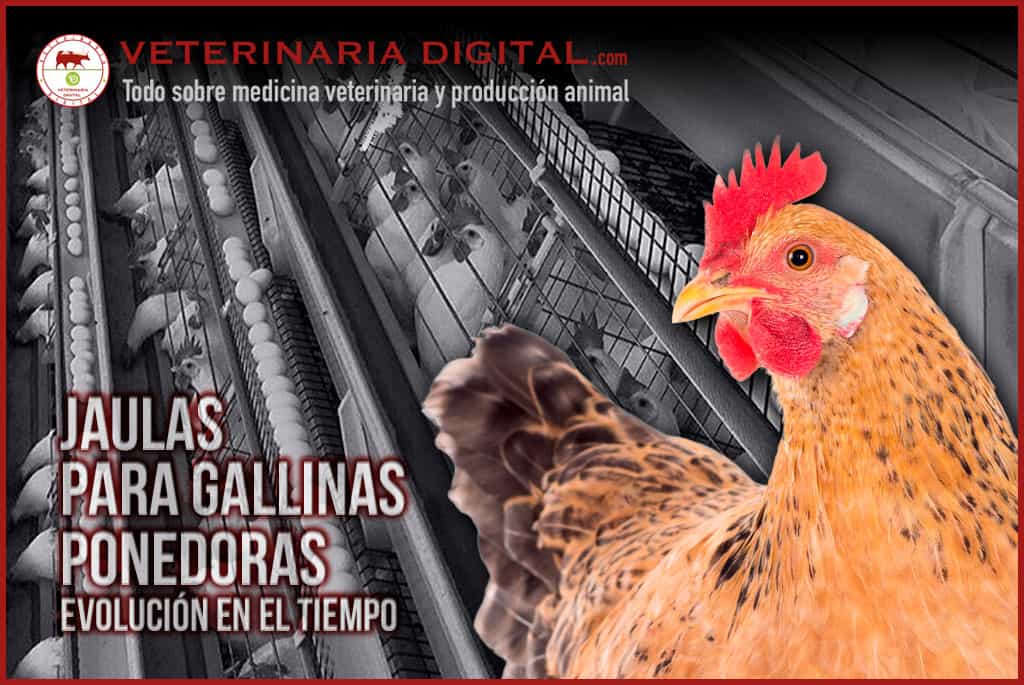 Evolución de jaulas para gallinas ponedoras en el tiempo