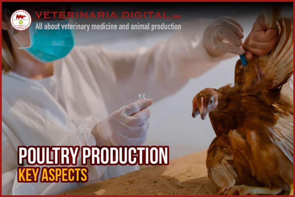 Key aspects in poultry production