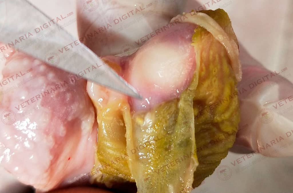 Micosis en molleja