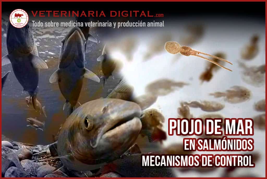 Piojo de mar en salmónidos, mecanismos de control