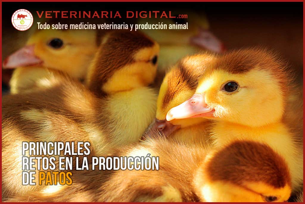 Principales retos en la producción de pato