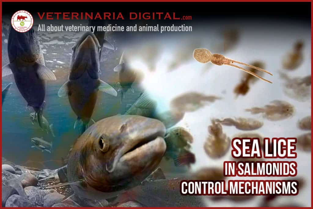 Sea lice in salmonids, control mechanisms