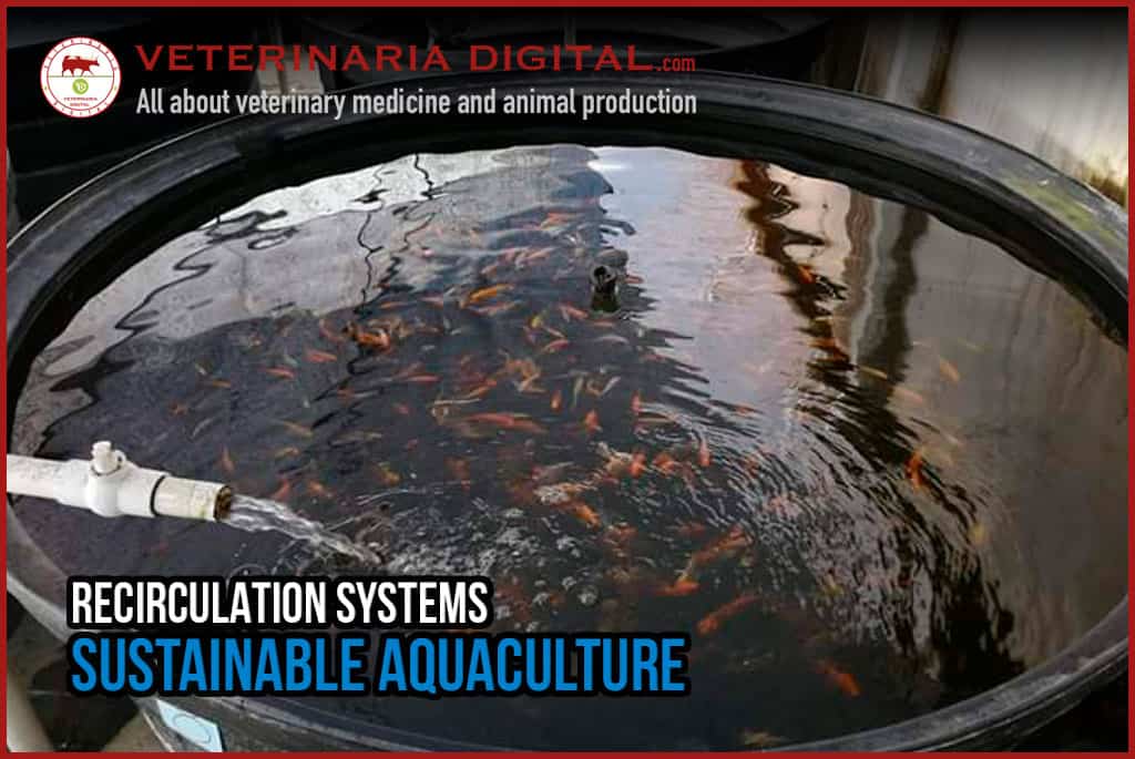 Recirculation systems. Sustainable aquaculture