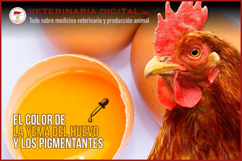 El color de la yema del huevo y los pigmentantes