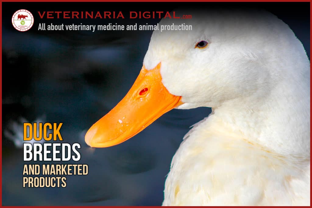 Duck breeds and marketed products