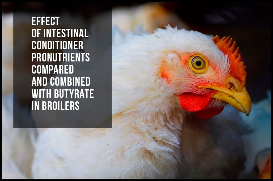 Effect of intestinal conditioner pronutrients compared and combined with butyrate in broilers