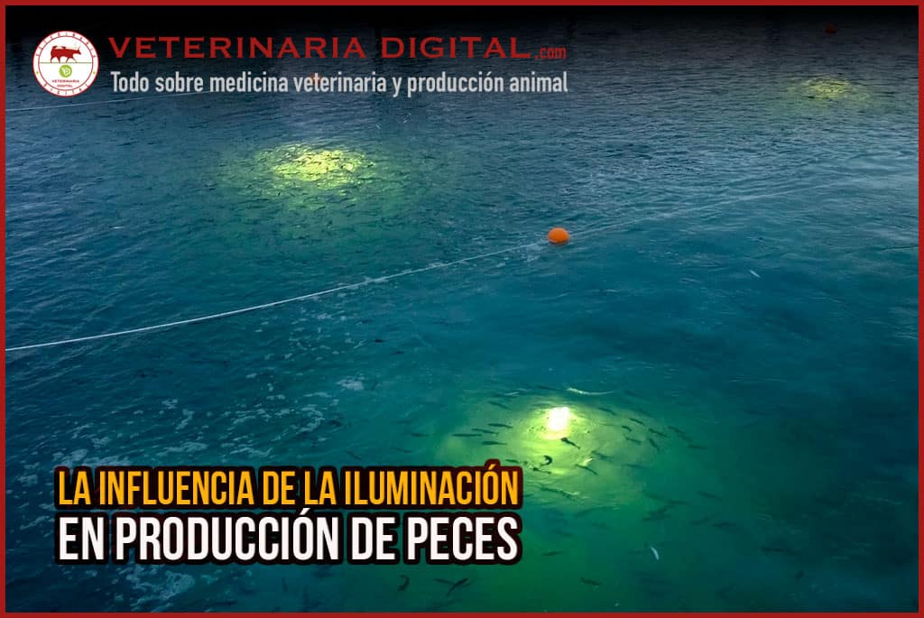 La influencia de la iluminación en producción de peces