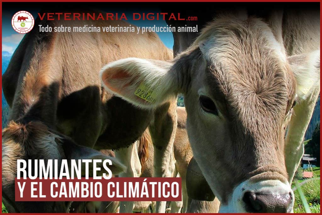 Los rumiantes y el cambio climático