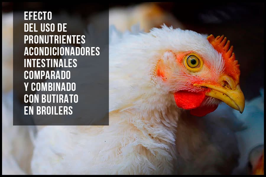 Efecto del uso de pronutrientes acondicionadores intestinales comparado y combinado con butirato en broilers