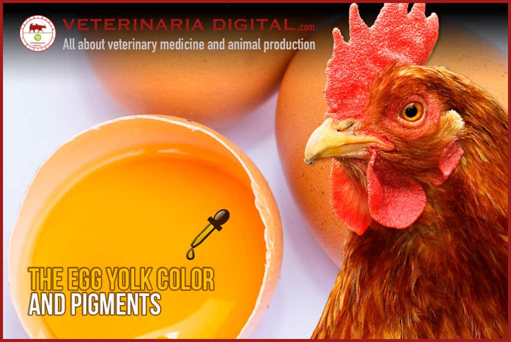 The egg yolk color and pigments